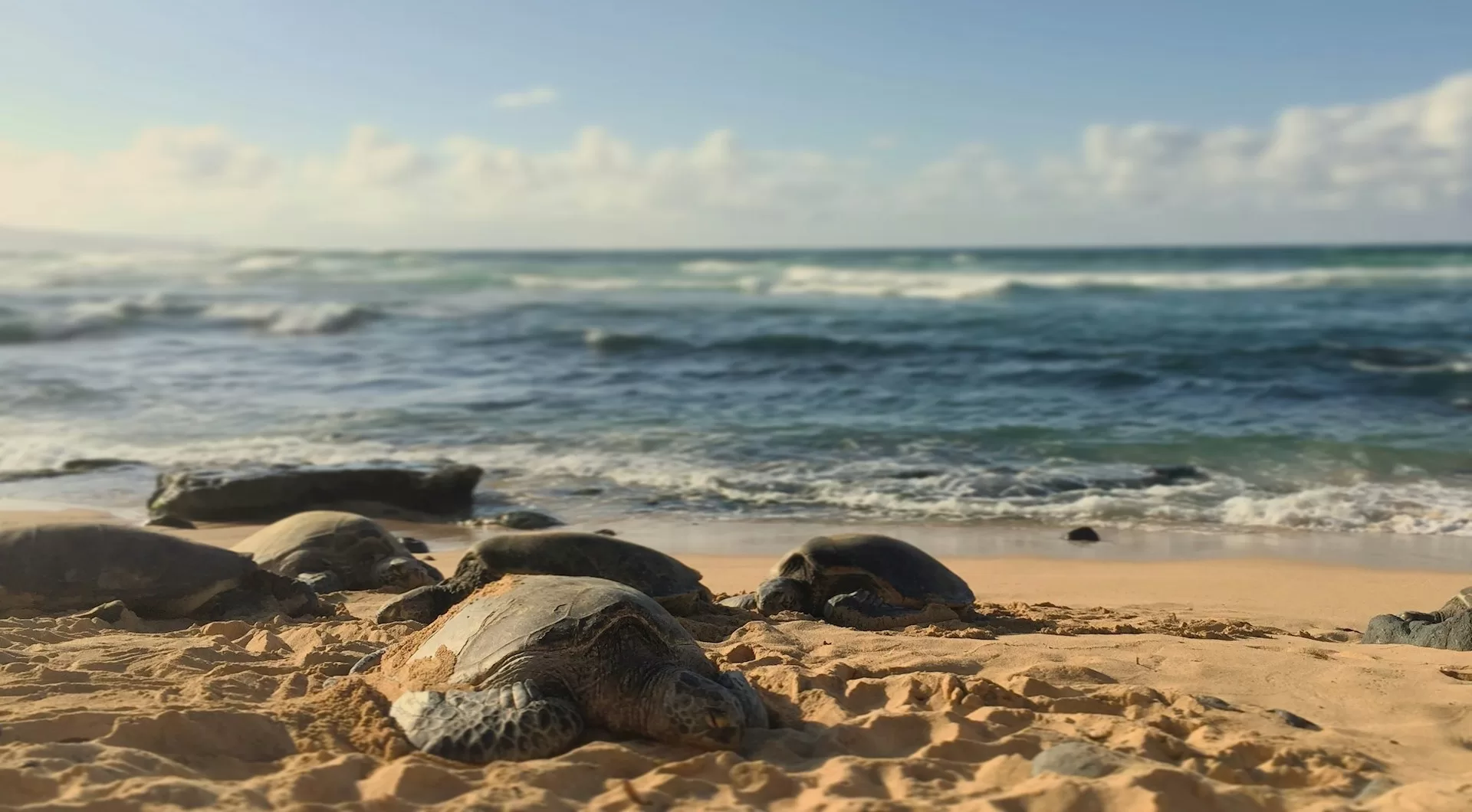 Schwarze Felsen am Strand des Hookipa Beach Park Paia auf Maui Hawaii