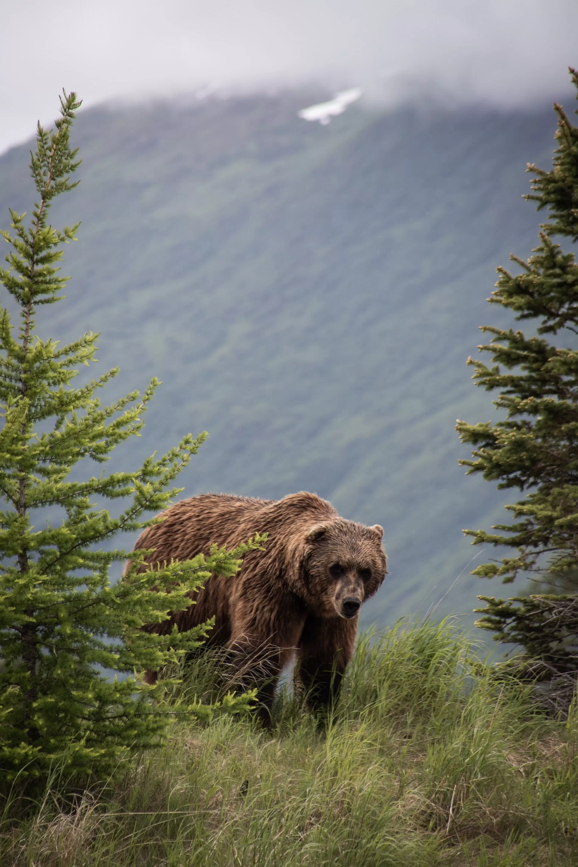 Bruine Beer lopend door de bergen nabij Anchorage Alaska