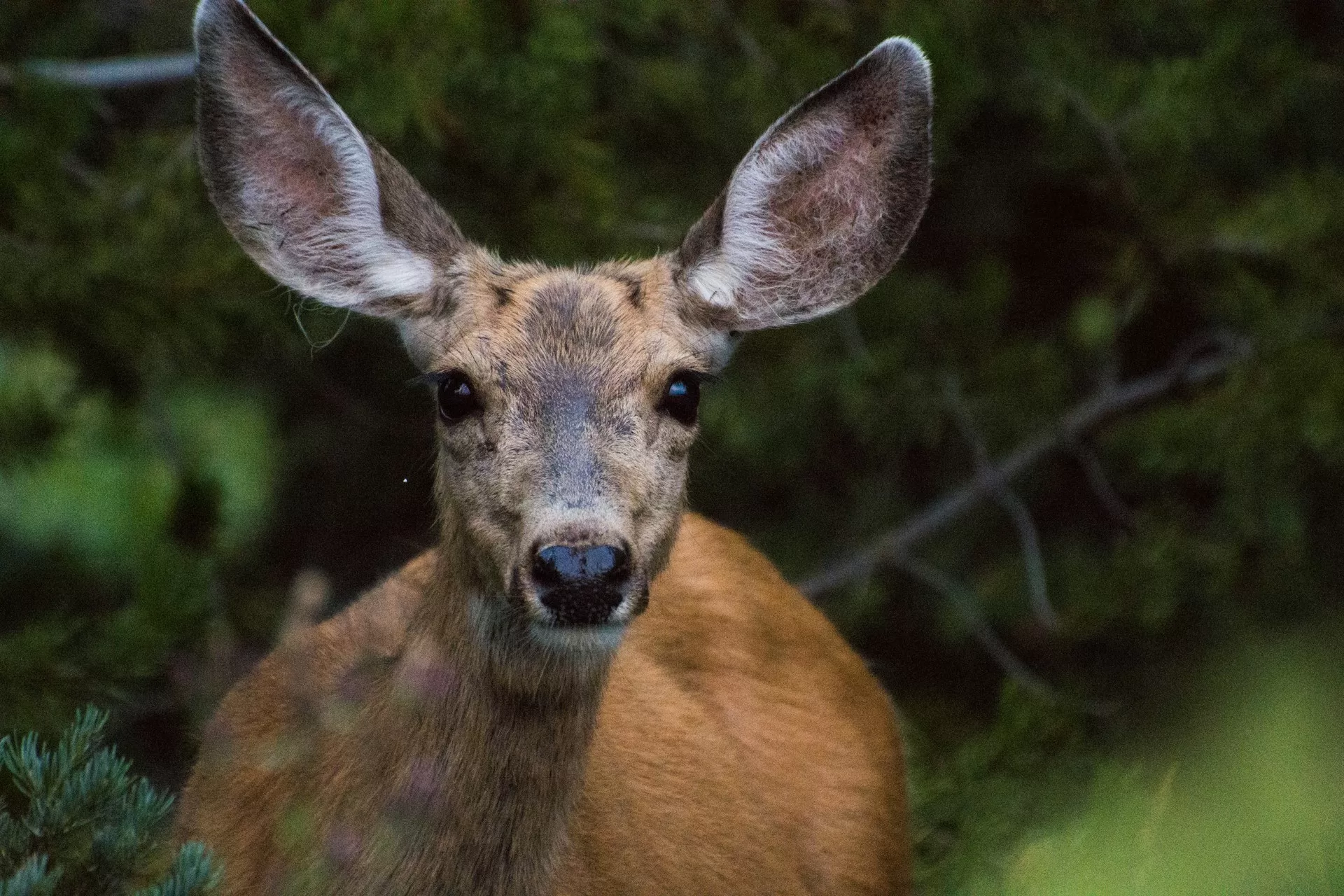 Een 'mule deer' in Grand Teton National Park, Wyoming