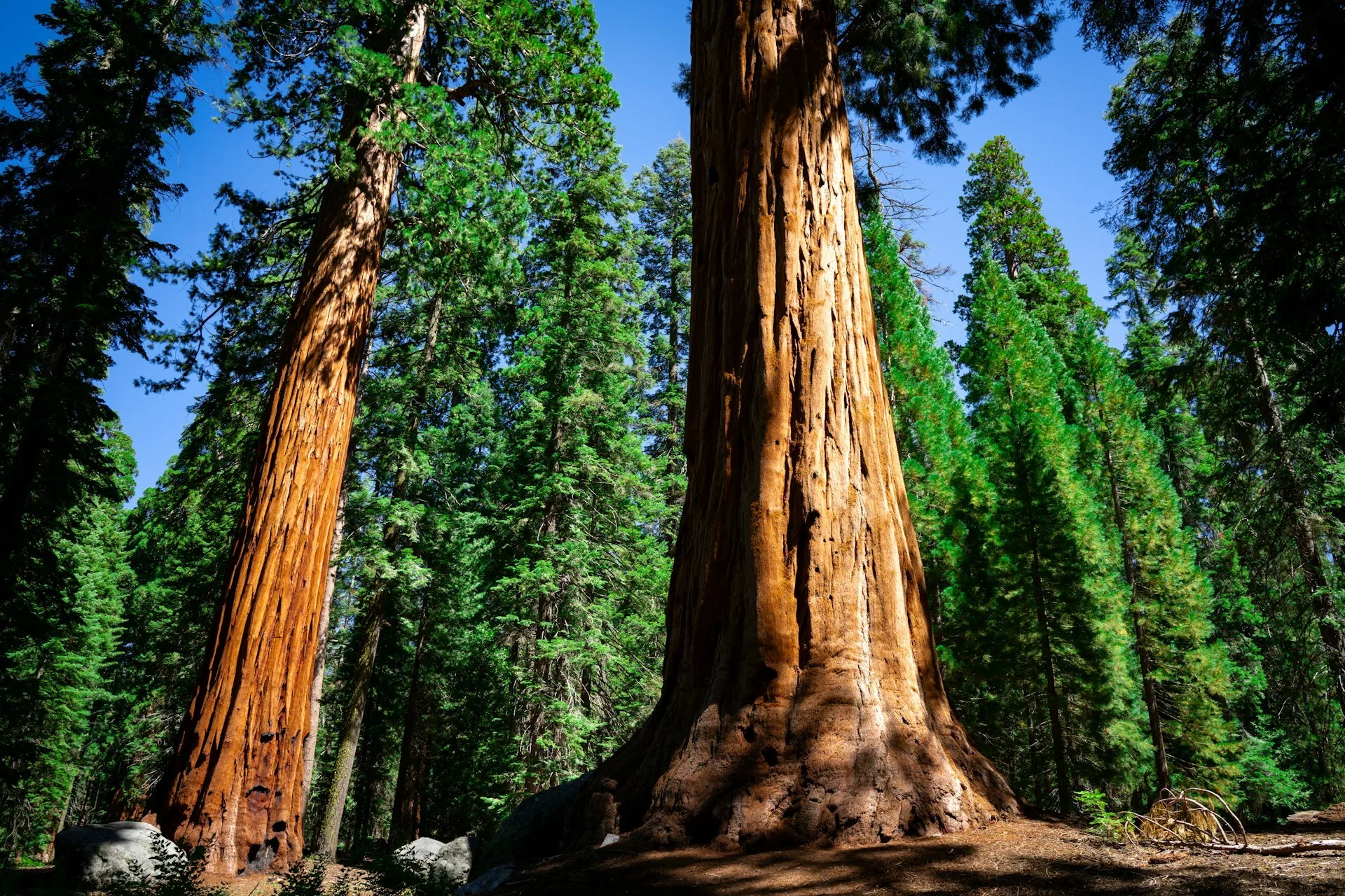Blik naar boven bij twee reusachtige mammoetboom in Sequoia Californië
