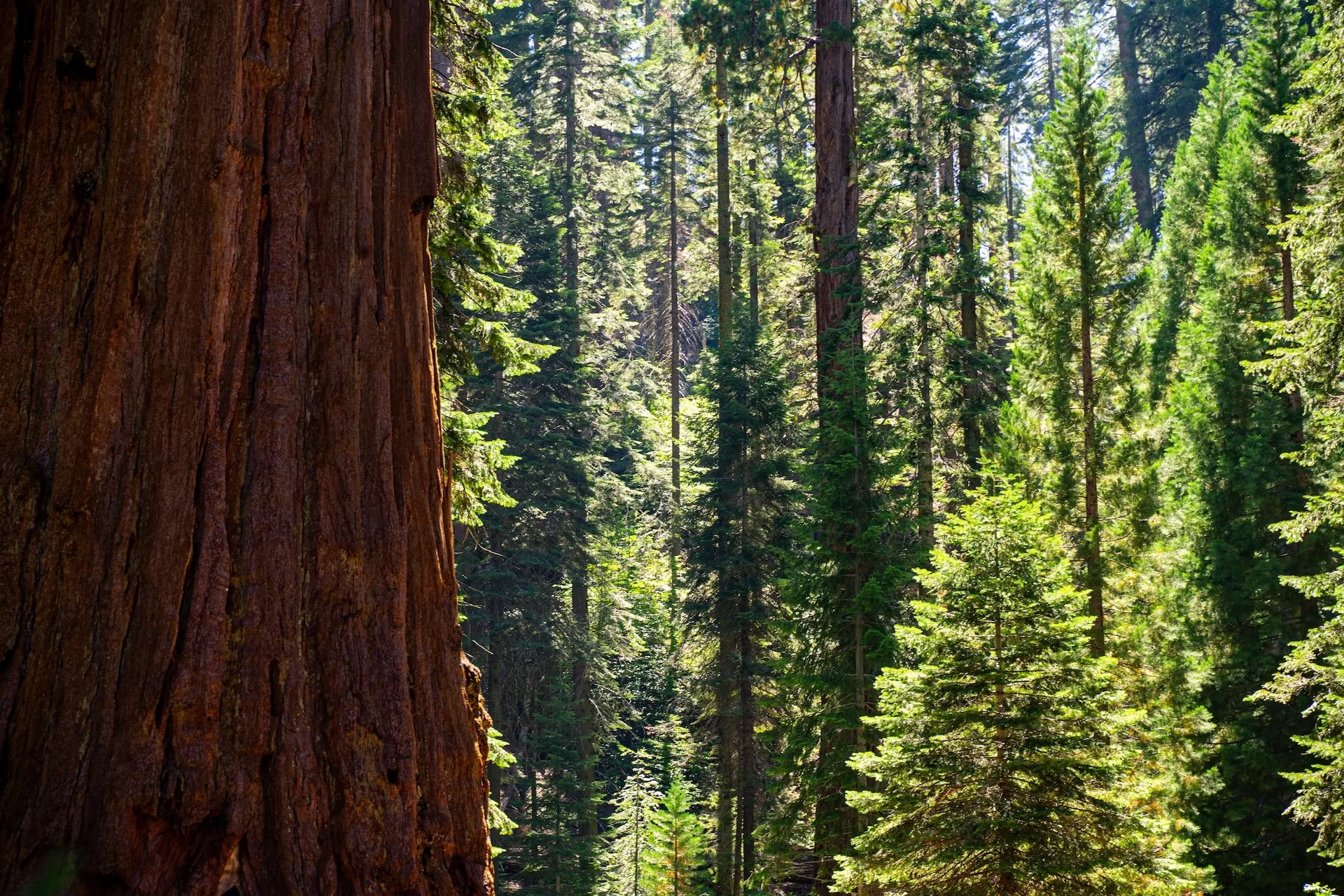 Sequoia bomen in Sequoia National Park, Californië