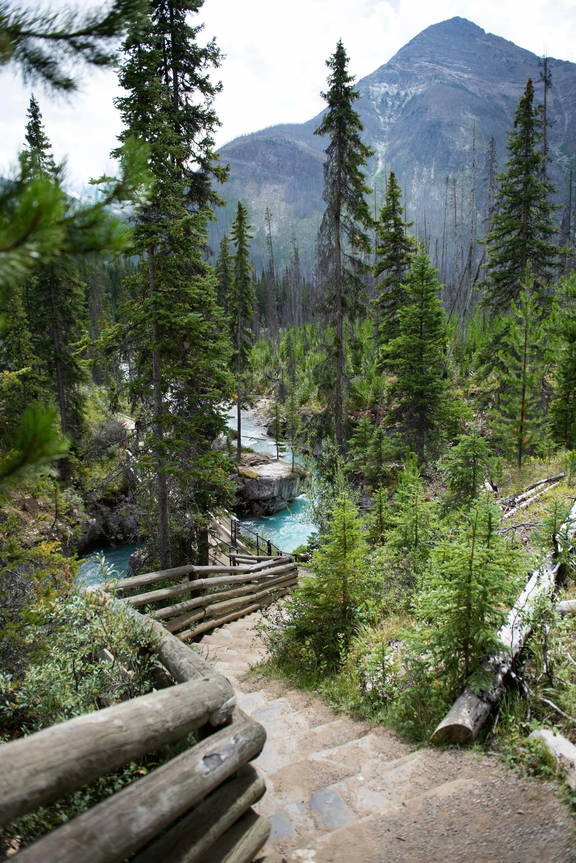 Het wandelpad van Marble Canyon in Kootenay National Park, Canada