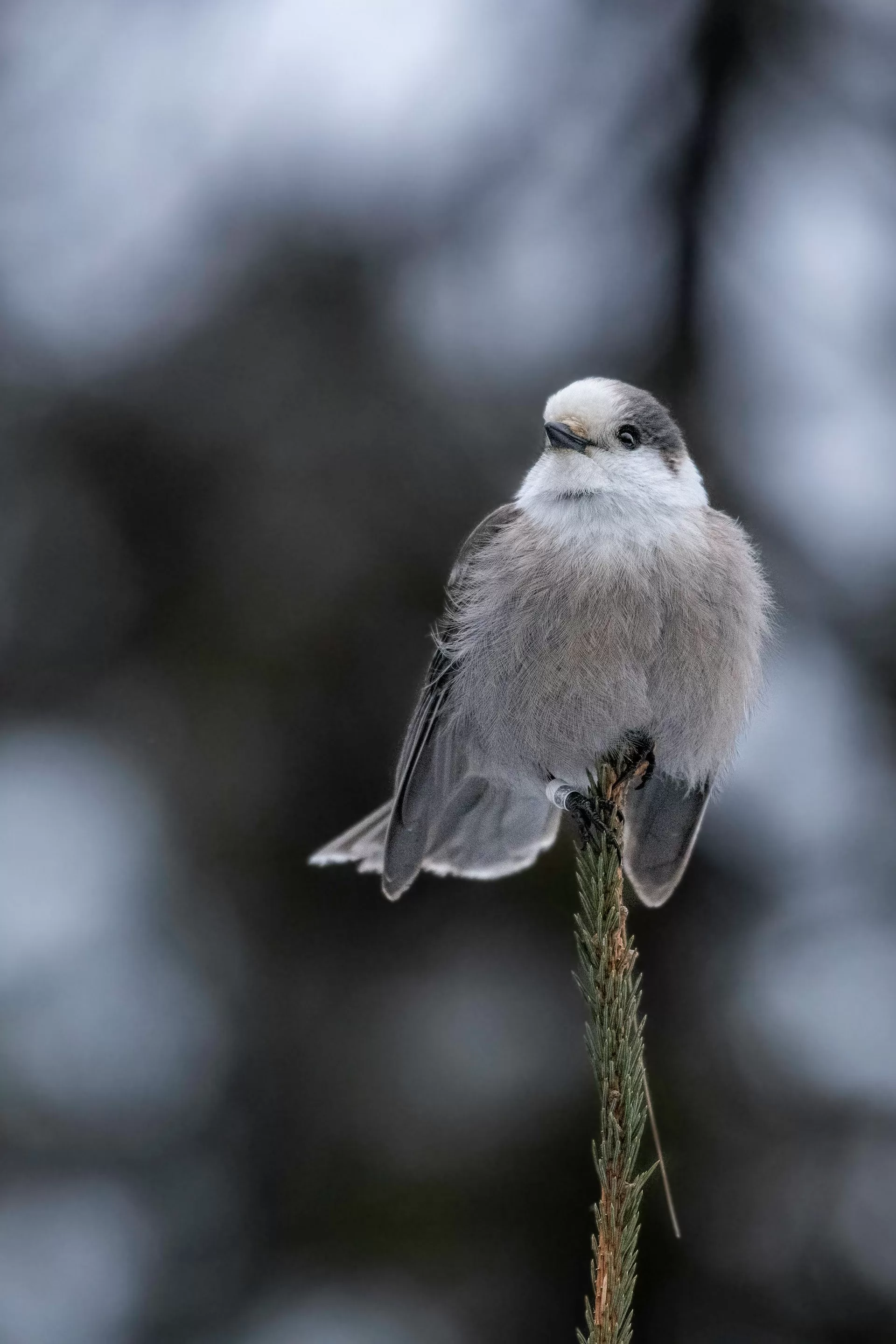 Een vogel op een tak in Algonquin Provincial Park, Ontario